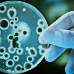 Biotechnology, application, Green Biotechnology, red biotechnology, White Biotechnology, Blue Biotechnology, BT cotton, Bacillus Thurinigiensis, ball worm, transgene, gene,